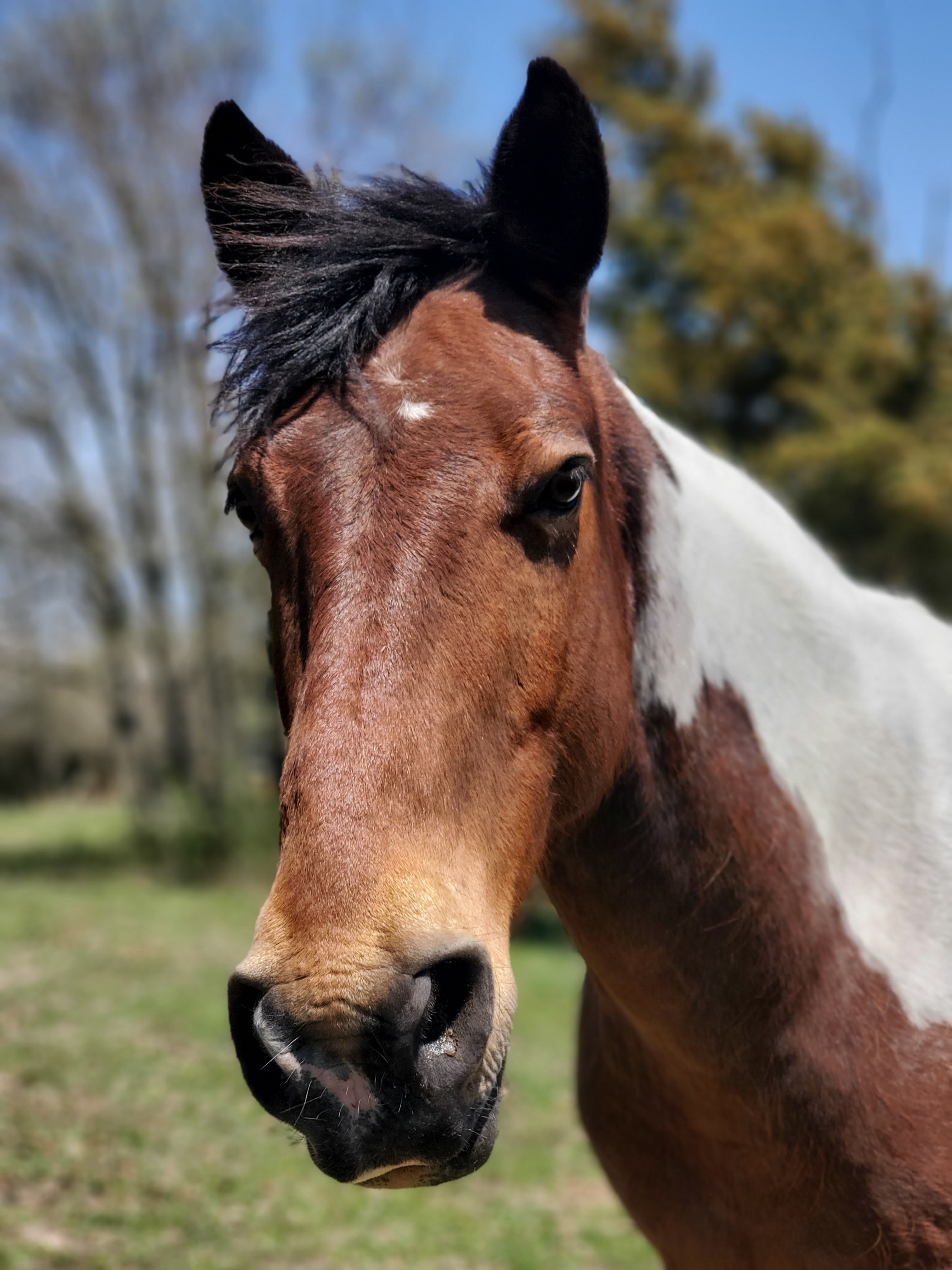 Badger the horse at CampHenry