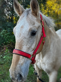 Nikita - a horse at Camp Henry