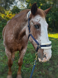 Ranger - a horse at Camp Henry
