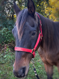 Trooper - a horse at CampHenry