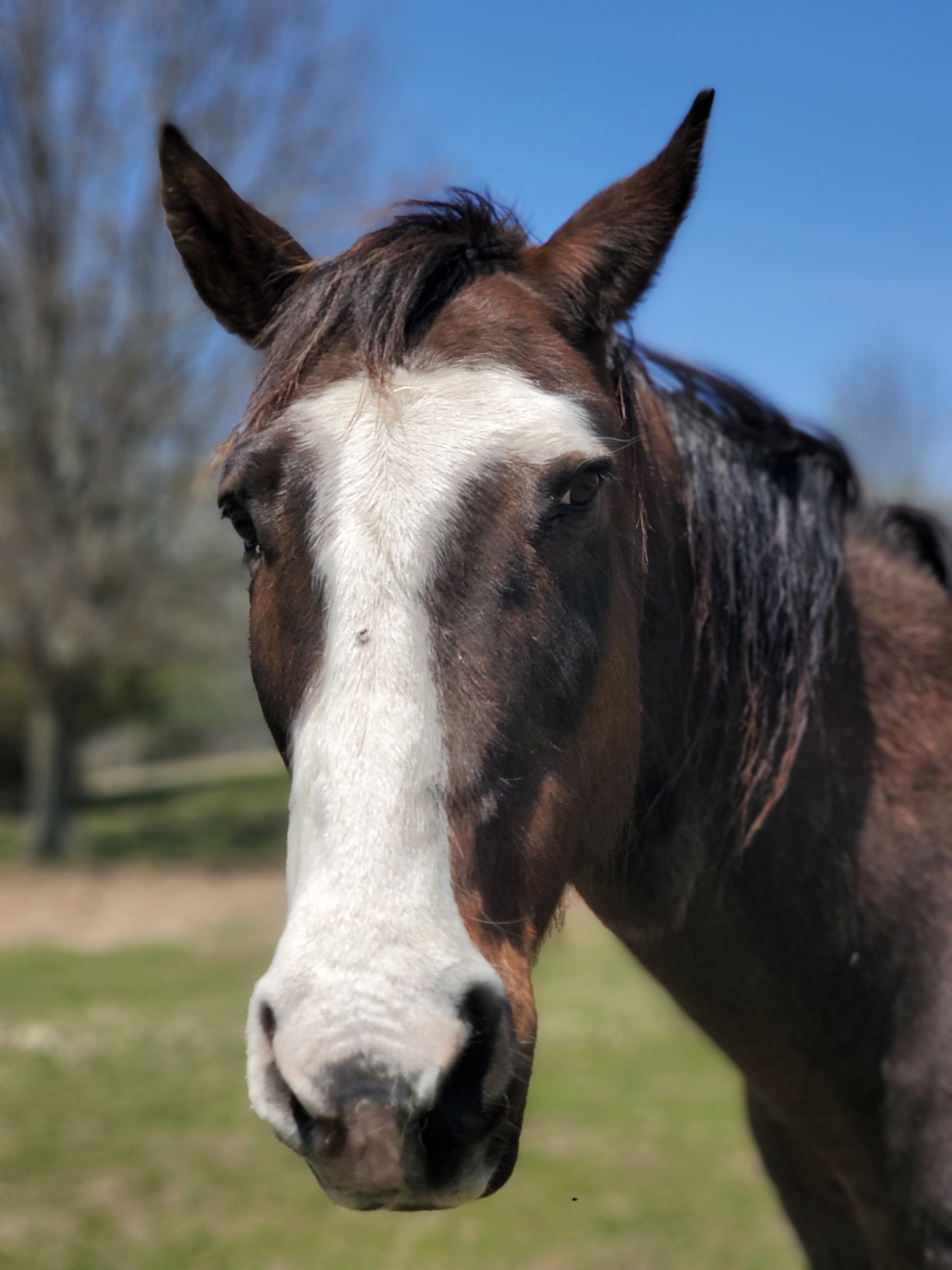 Rocki the horse at CampHenry
