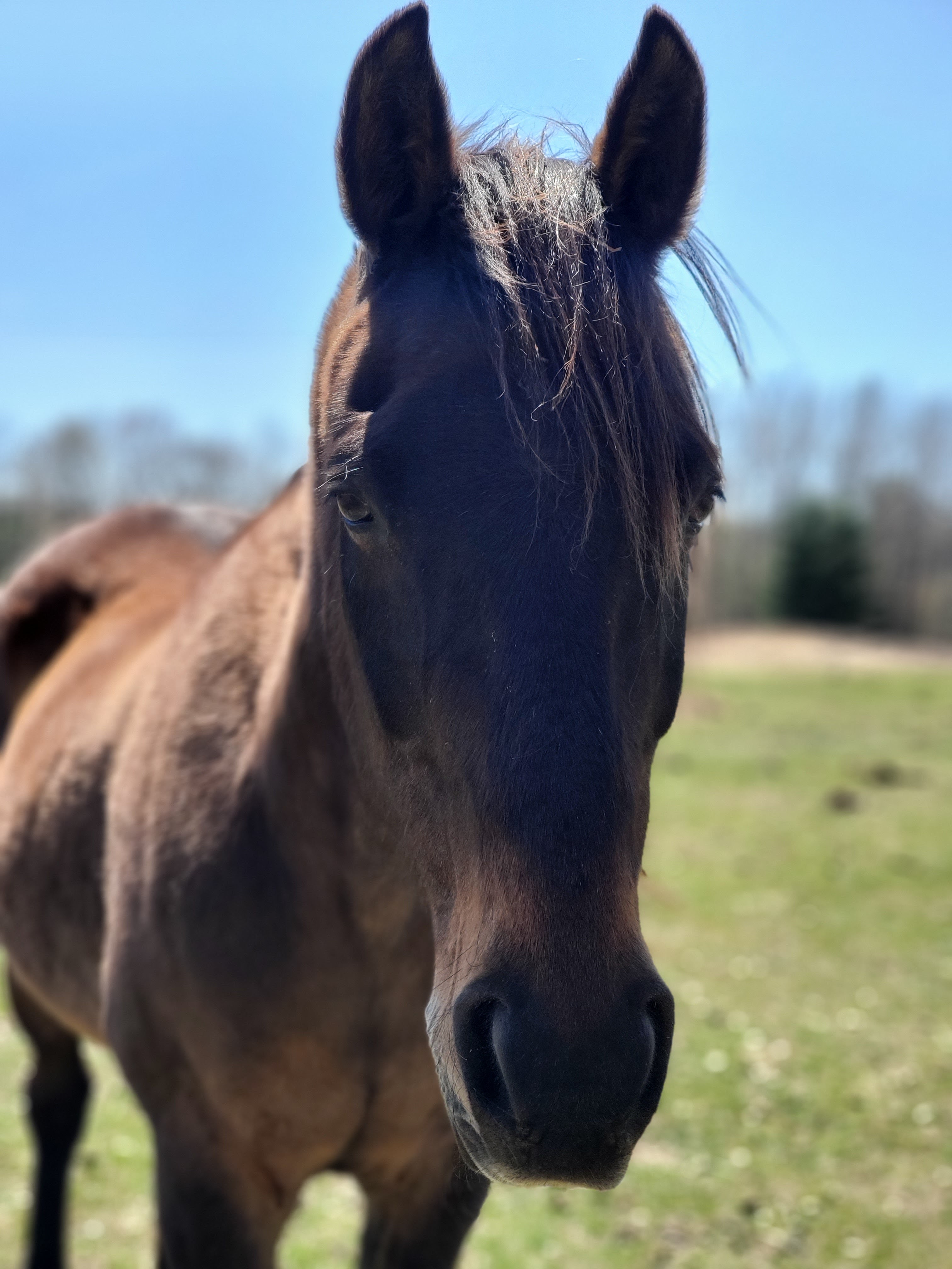 Trooper the horse at CampHenry