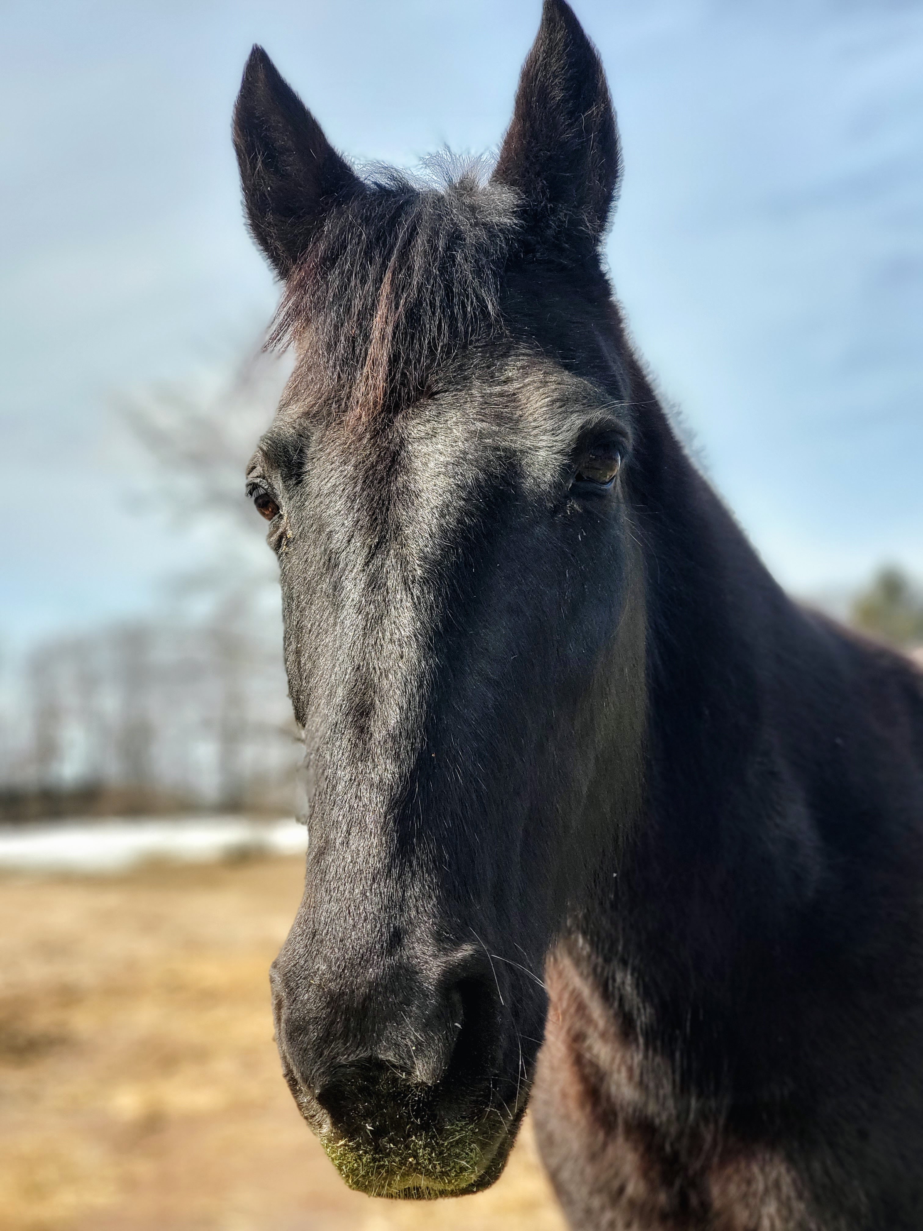Copper the horse at Camp Henry